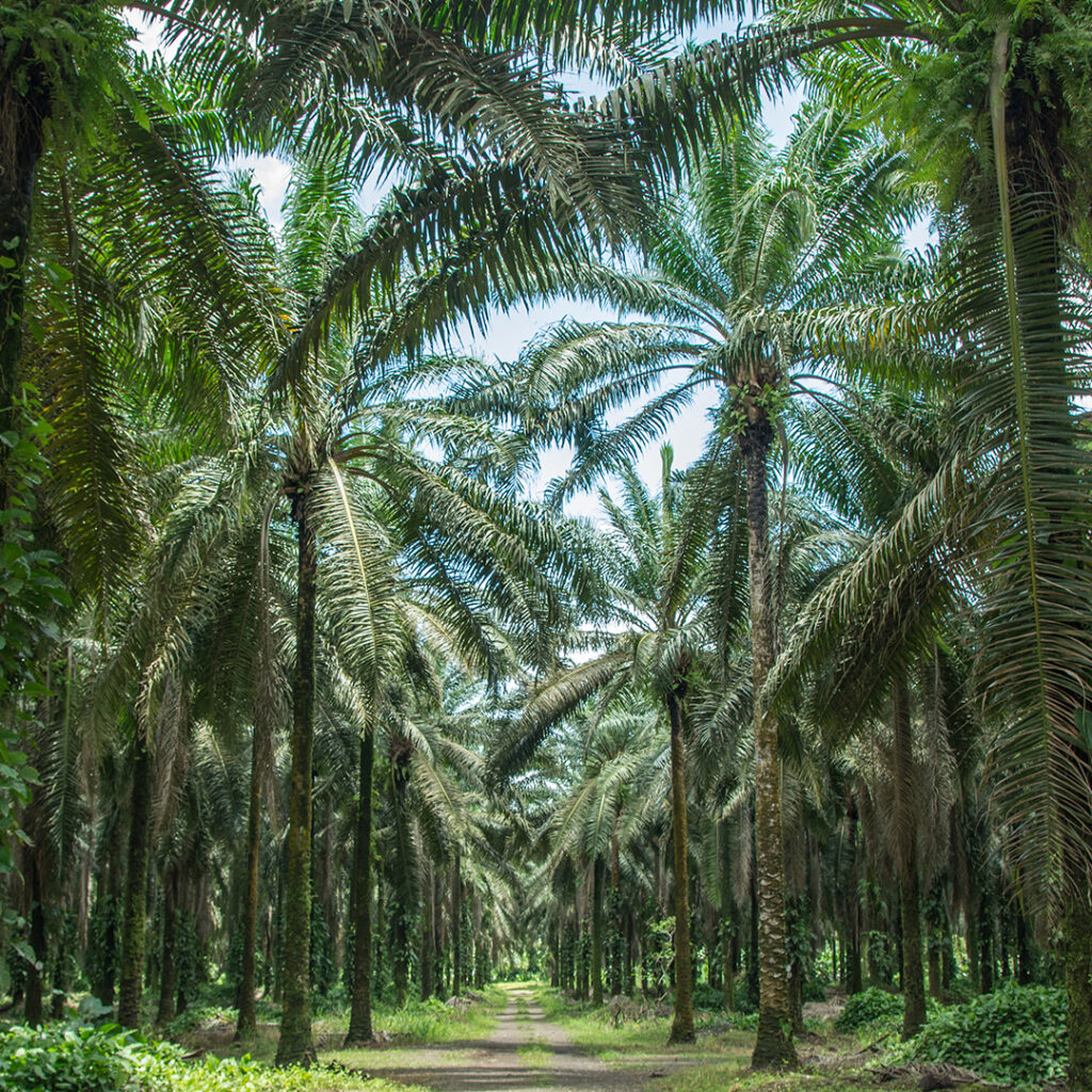 Tres Ecosistemas, Un Solo Lugar: La Magia de la Sierra, la Ciénaga y el Caribe